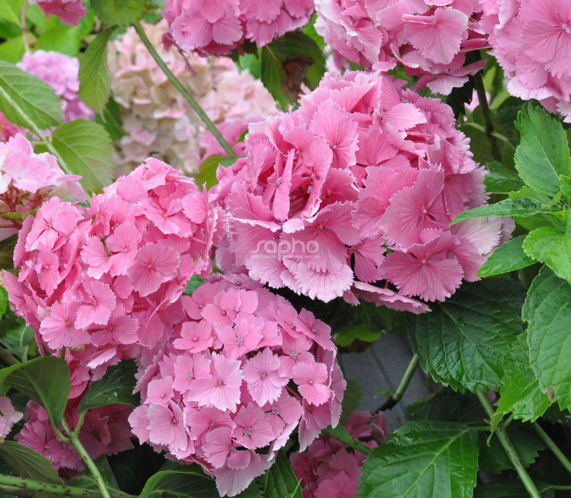 ドテラプレシャスフローラル Hydrangea macrophylla DOLCE® Farfalle 'Dolfarf'