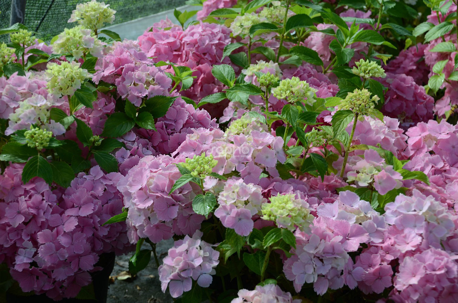 Hydrangea macrophylla DOLCE® Farfalle 'Dolfarf'