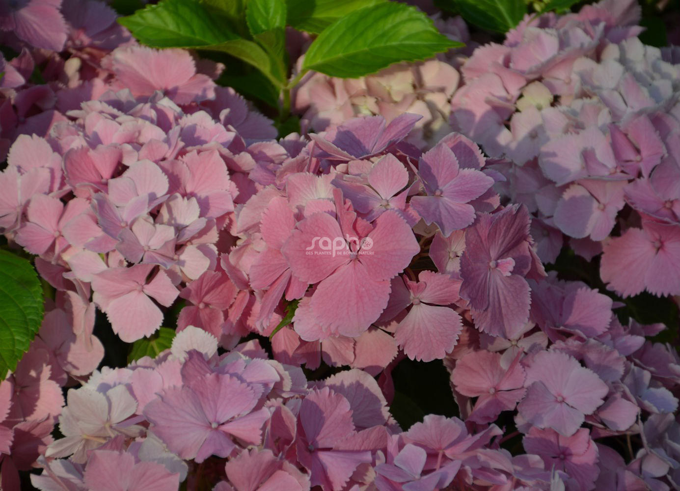 Hydrangea macrophylla DOLCE® Farfalle 'Dolfarf'