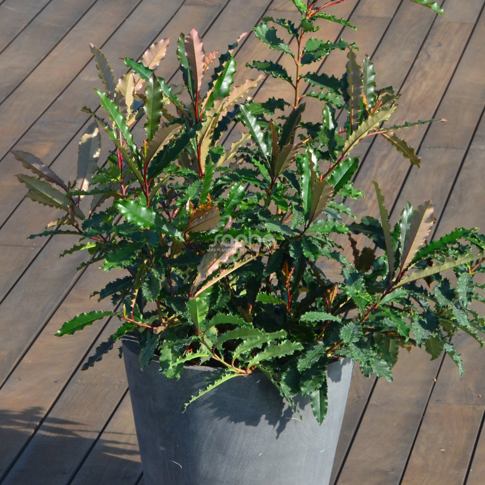 Photinia serratifolia CRUNCHY 'rev100'