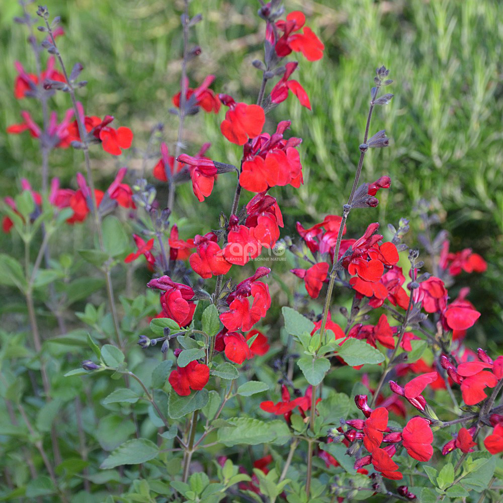 Salvia x jamensis RÊVE® ROUGE 'FAURESAL02'
