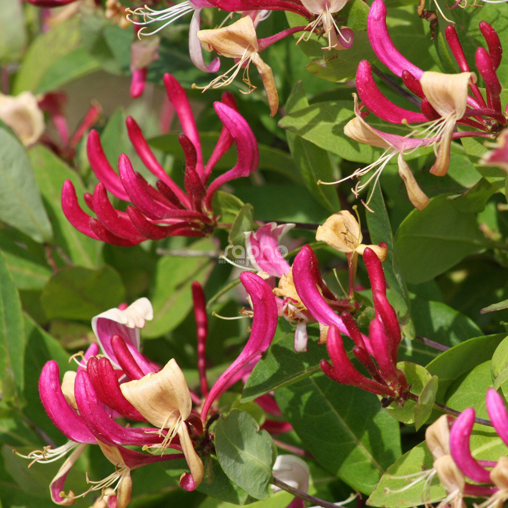 Lonicera periclymenum CAPRILIA Imperial 'INOV86'
