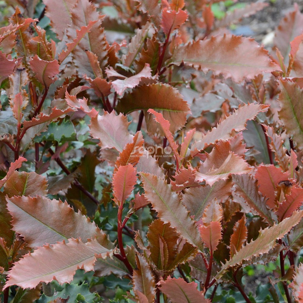 Photinia serratifolia CRUNCHY 'rev100'