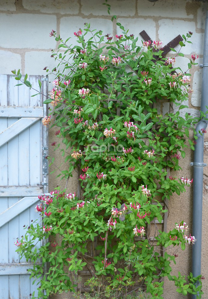 Lonicera periclymenum CAPRILIA Imperial 'INOV86'