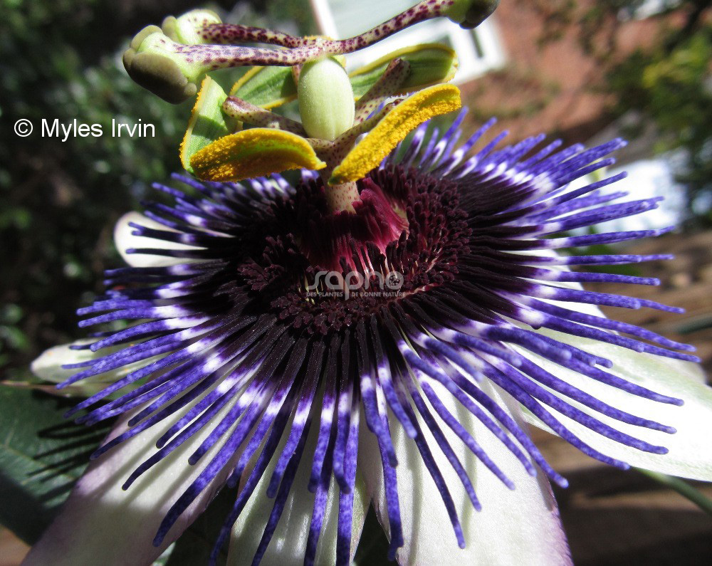 Passiflora RIVERSIDE® 'Damsel's Delight'