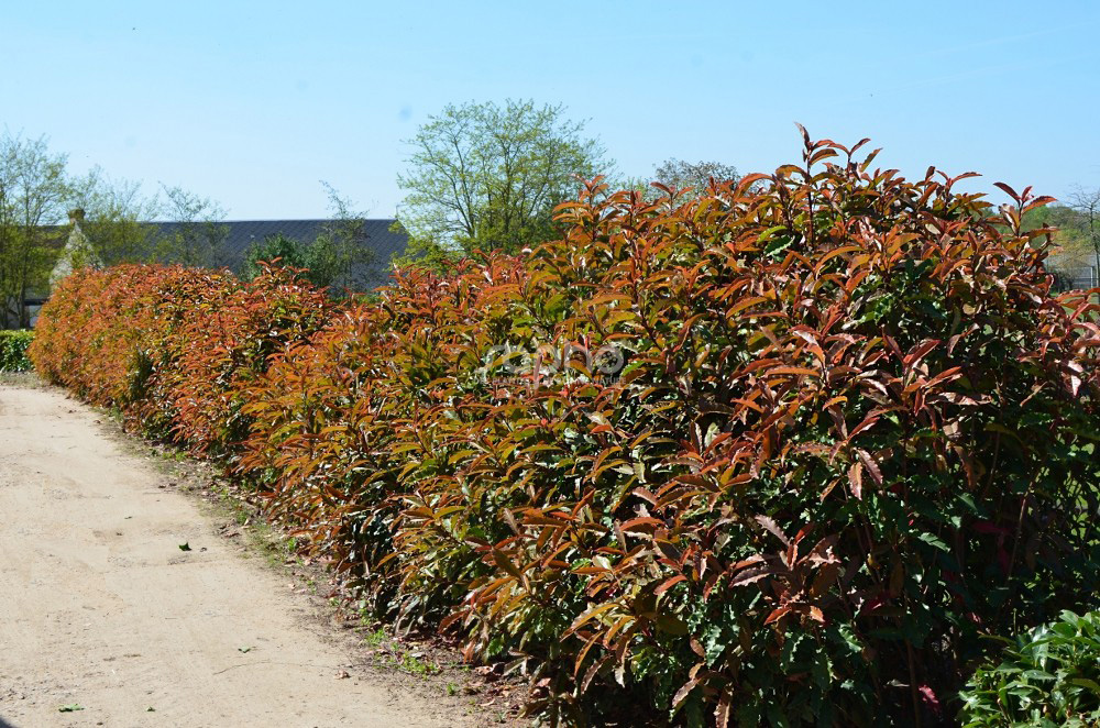 photinia red robin 125/150 Glanzmispel Red Robin (Photinia x fraseri 'Red Robin') | 150-175 cm mit  Wurzelballen
