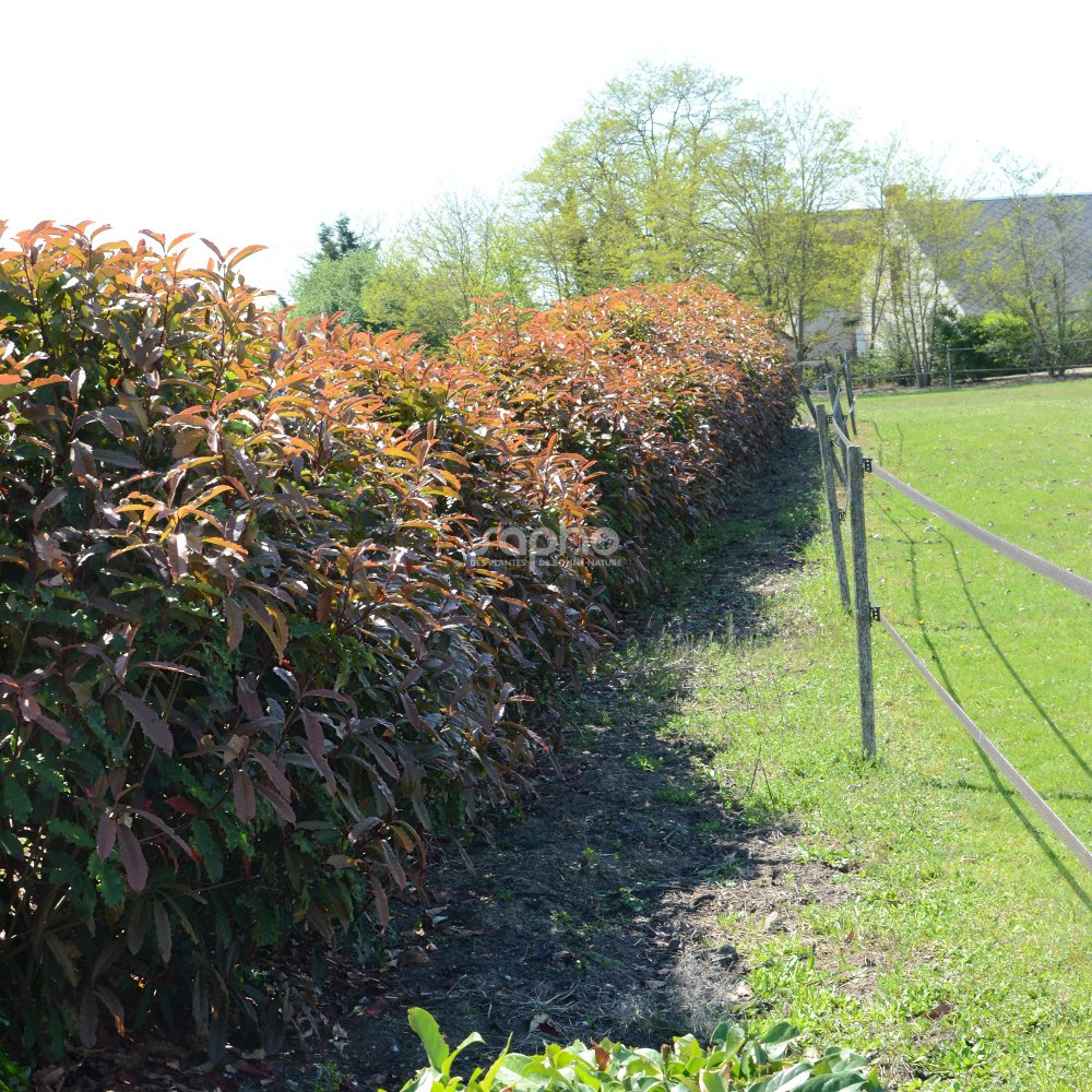 Photinia serratifolia CRUNCHY 'rev100'