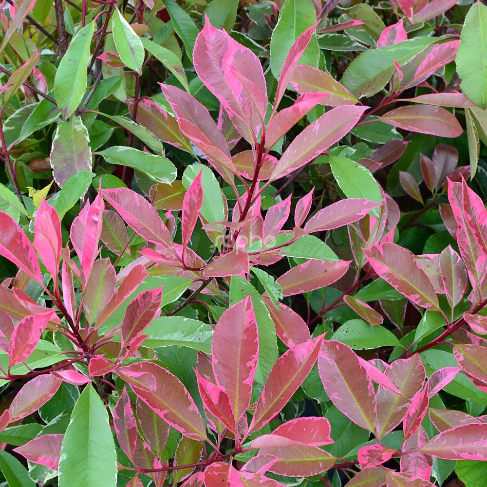 Photinia x fraseri LOUISE 'MCLARLOU'