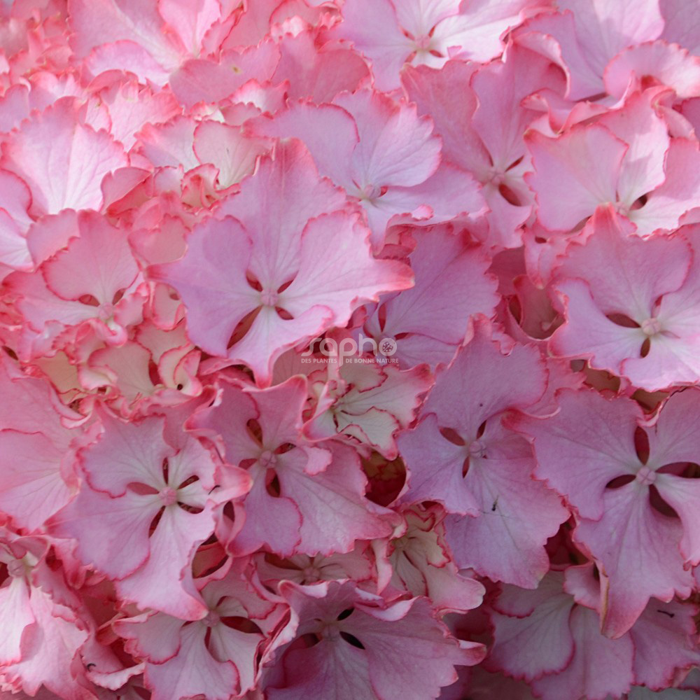 Hydrangea macrophylla SO LONG® SUNNY 'TK02'