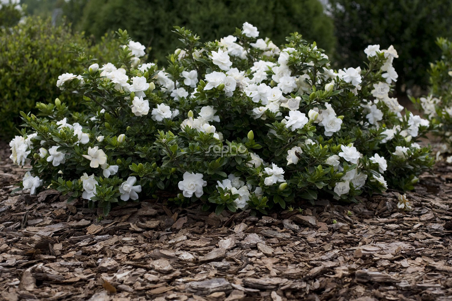 Gardenia jasminoides (syn. augusta) 'Crown Jewel'