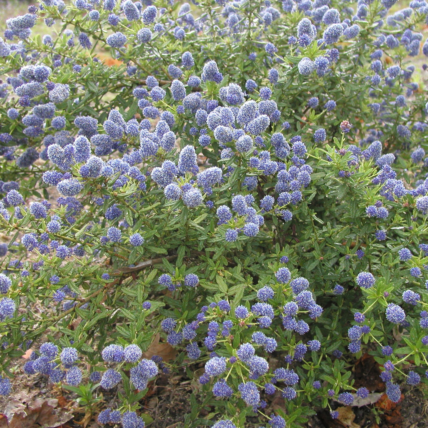 Great Description About Ceanothus Diamond Heights Plant