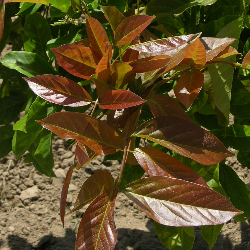 Wisteria sinensis BLUE LINE Copper 'Leo'