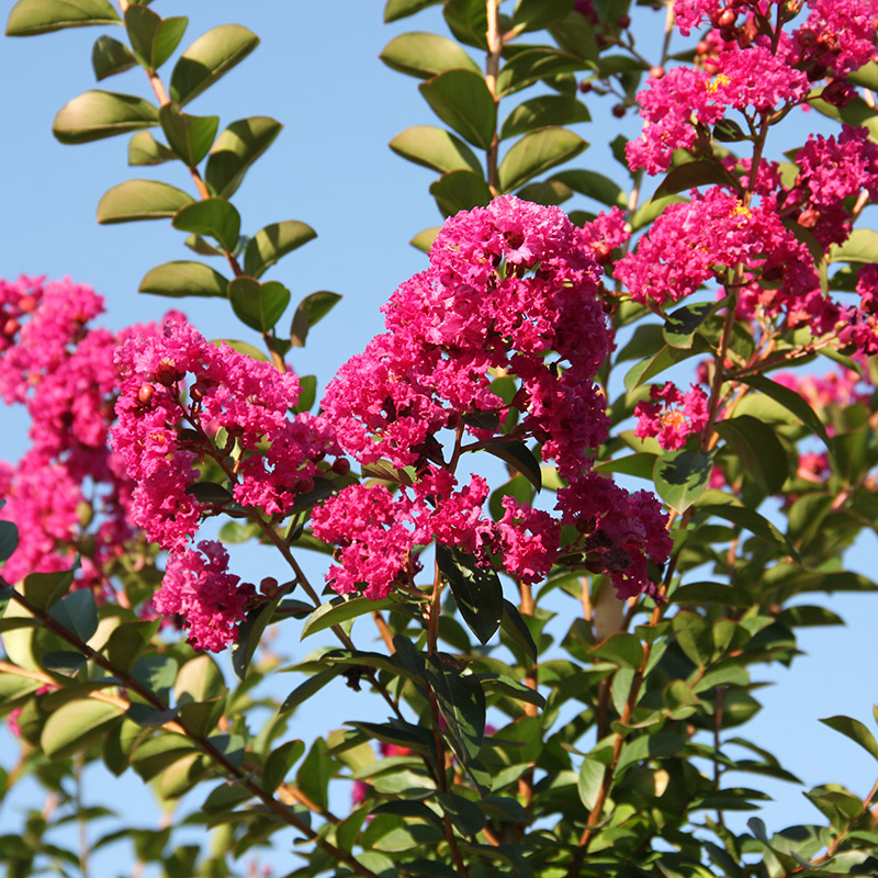 Lilas Des Indes Violet D'Été 'Indyvio' - Lagerstroemia Indica, Conteneur 3-4 Litres, Floraison Violette Été