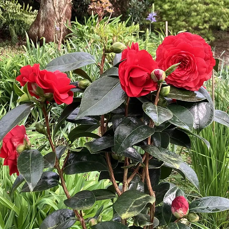 Camellia japonica 'Stromboli'