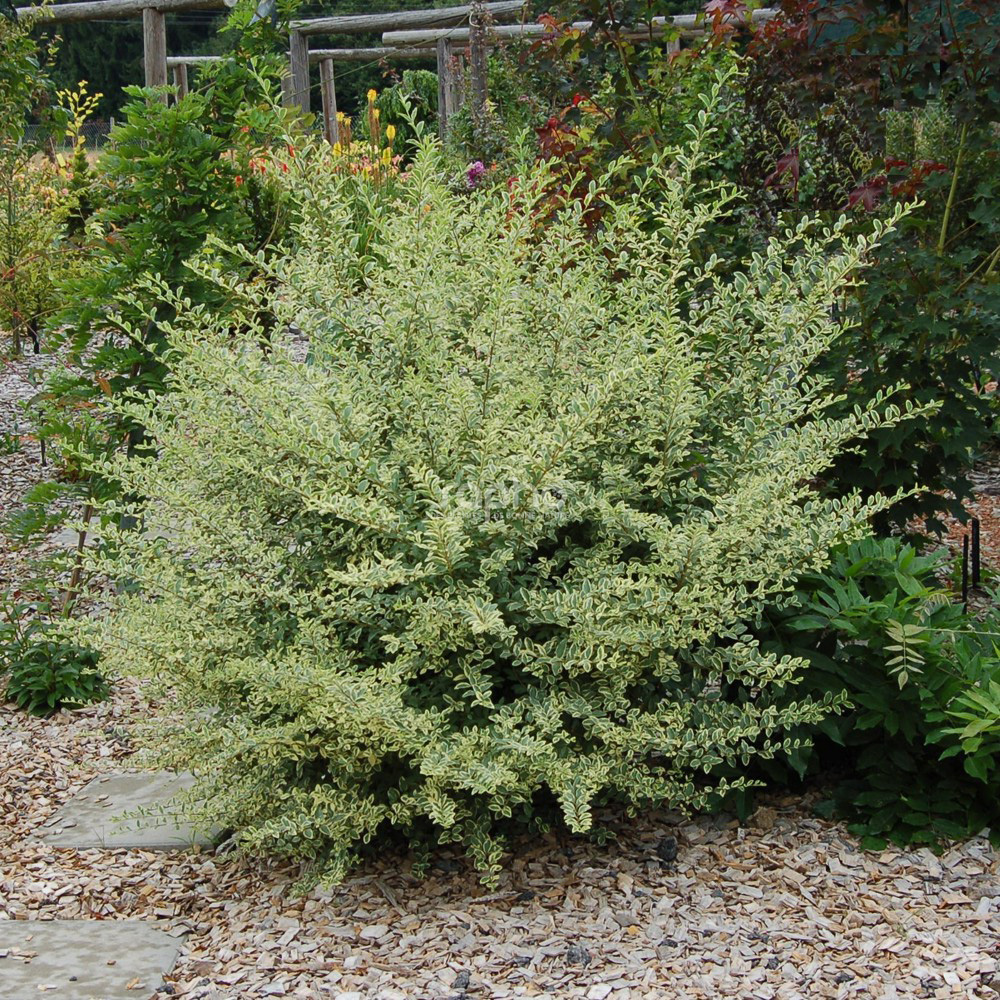 Ligustrum ibota MUSLI 'Muster'