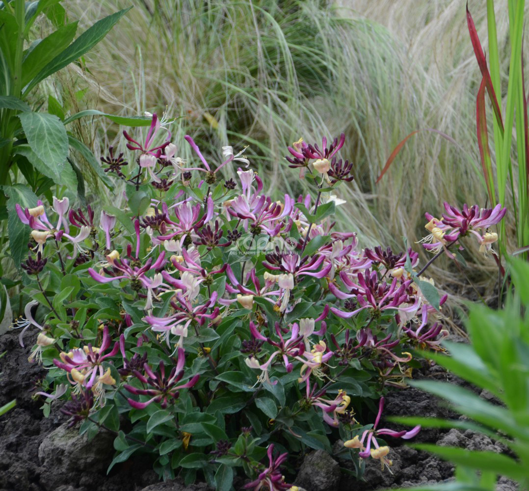 Lonicera periclymenum CHIC & CHOC 'INOV205'