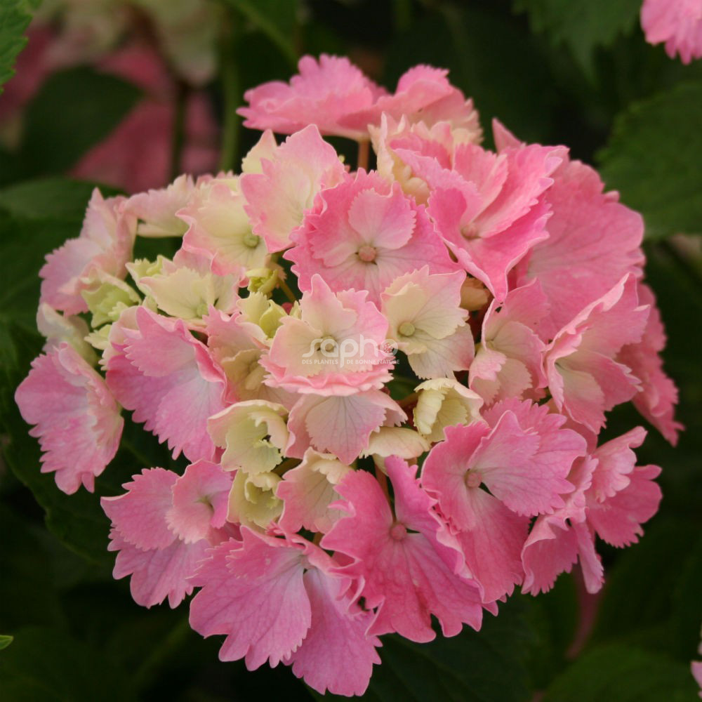 Hydrangea macrophylla DOLCE® Farfalle 'Dolfarf'