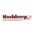 Hochberg Ltd