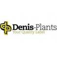 Denis Plants