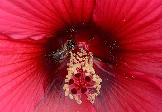Plants to feed bees and other pollinators Plants to feed bees and other pollinators