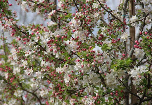 Malus PERPETU® 'Evereste': a star for 50 years!