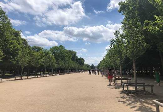 Return of the elm to the tree heritage, source of biodiversity