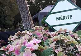 Chantilly Merit Award 2021 for Hydrangea macrophylla SO LONG® 'Starlit Sky Chantilly Merit Award 2021 for Hydrangea macrophylla SO LONG® 'Starlit Sky