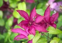 Clematis SAPHYRA® Nancy Earth Day® awarded by the SNHF Clematis SAPHYRA® Nancy Earth Day® awarded by the SNHF