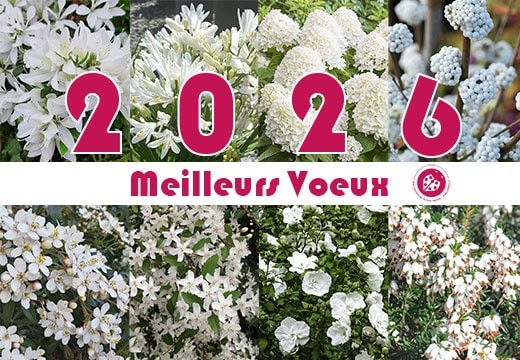 Meilleurs Voeux et Couleur de l'année 2026