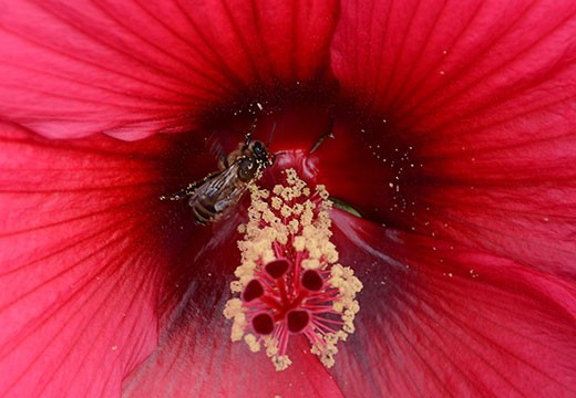 Des plantes pour nourrir les abeilles et autres pollinisateurs