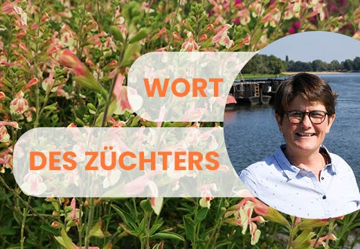 Wort des Züchters : „Unsere Sorten schützen und eine Strategie zur Verbreitung mitgestalten“